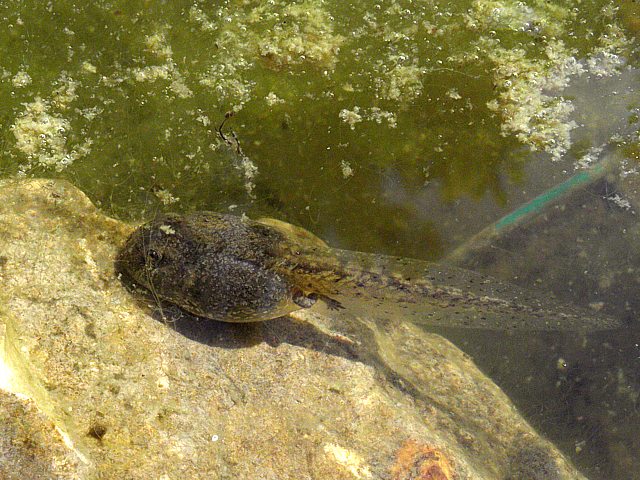 Ttard de grenouille rousse