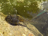 Têtard de grenouille rousse