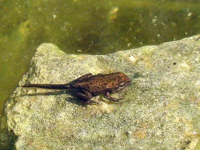 Jeune grenouille rousse