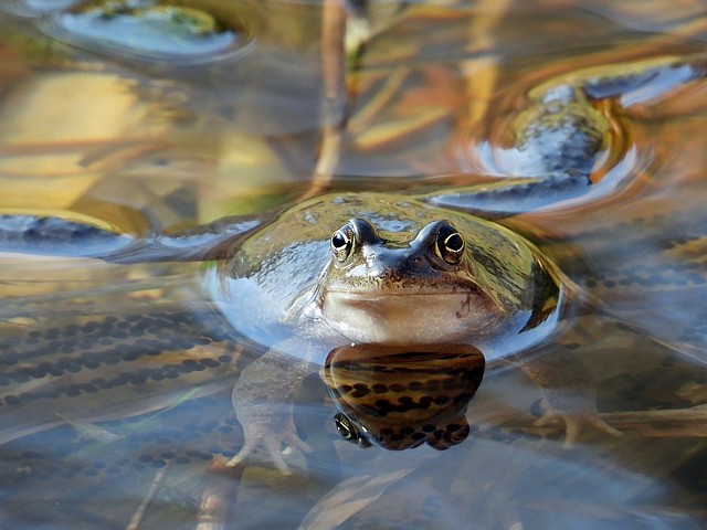 Jeune grenouille rousse