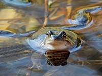 Grenouille rousse pendant la période de ponte