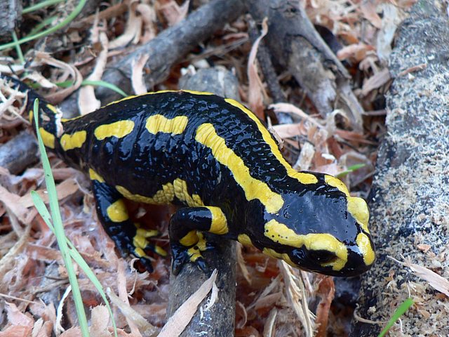 Salamandre terrestre, salamandre tachete