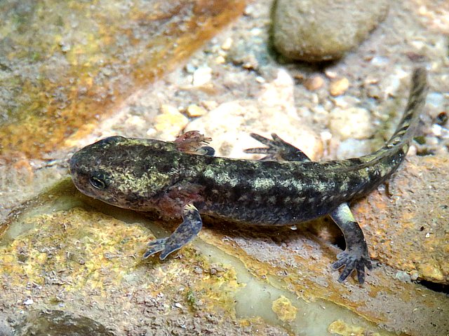 Salamandre terrestre,  larve