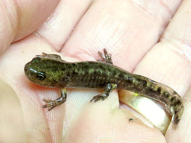 Larve de salamandre terrestre