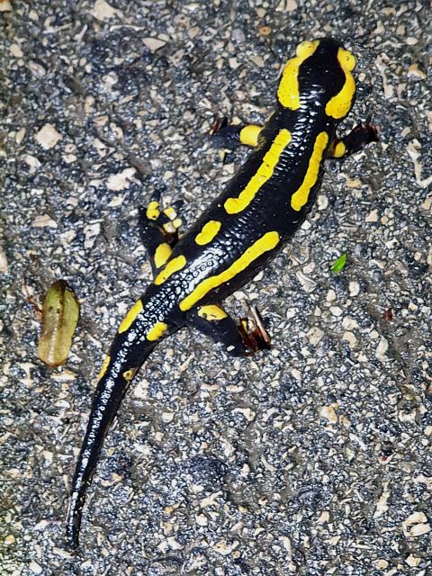 Salamandre terrestre