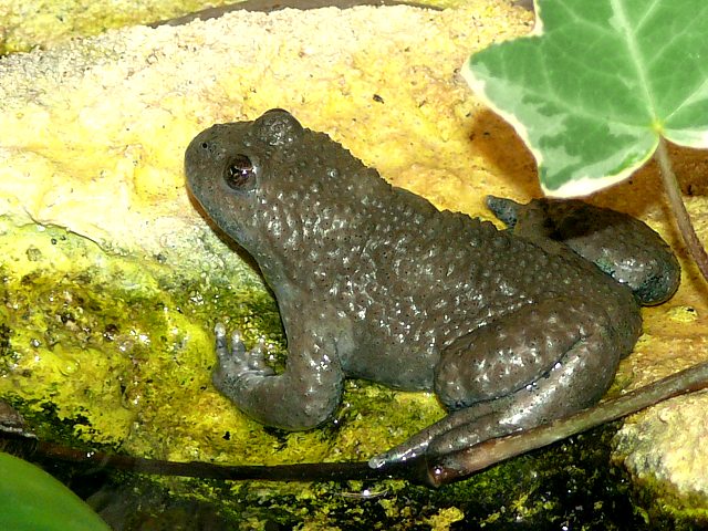 Sonneur aux pieds pais, bombina variegata