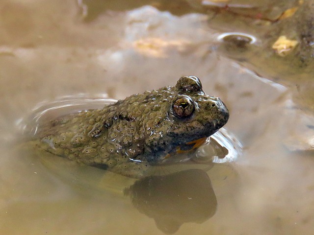 Crapaud sonneur, bombina variegata