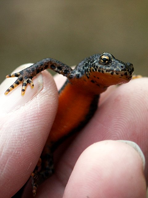 Triton alpestre - triturus alpestris