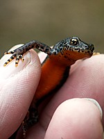 Triton alpestre, triturus alpestris