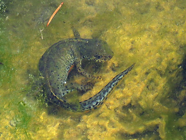 Triton alpestre, triturus alpestris