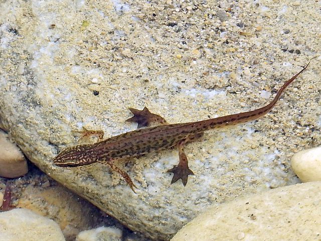 Triton palmé, triturus helveticus