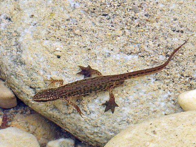 Triton palmé, triturus helveticus