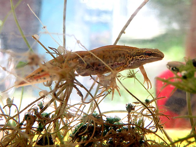 Triton palmé, triturus helveticus