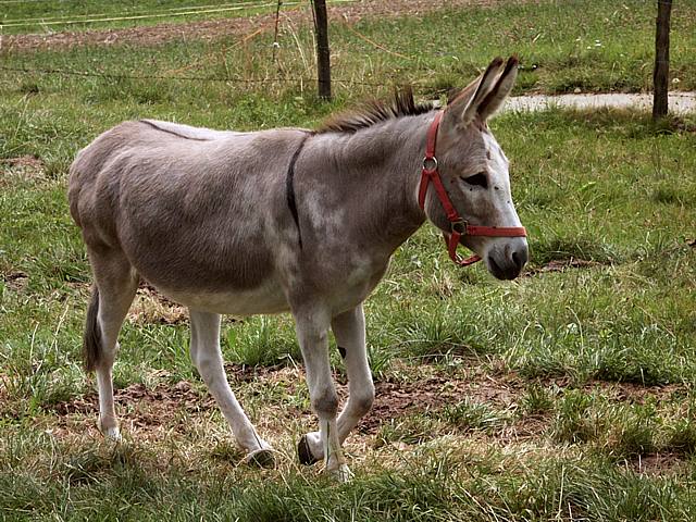 Ane, equus asinus