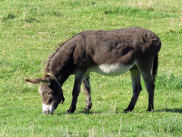 Ane, equus asinus