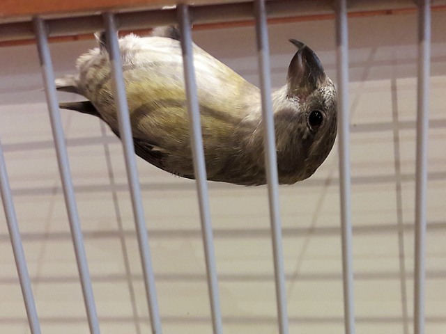 Bec-croisé en cage