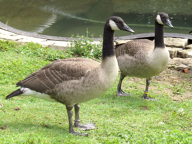 Bernaches du Canada, branta canadensis