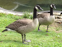 Bernache du Canada,branta canadensis