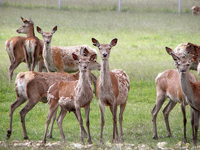Biches, cervus elaphus