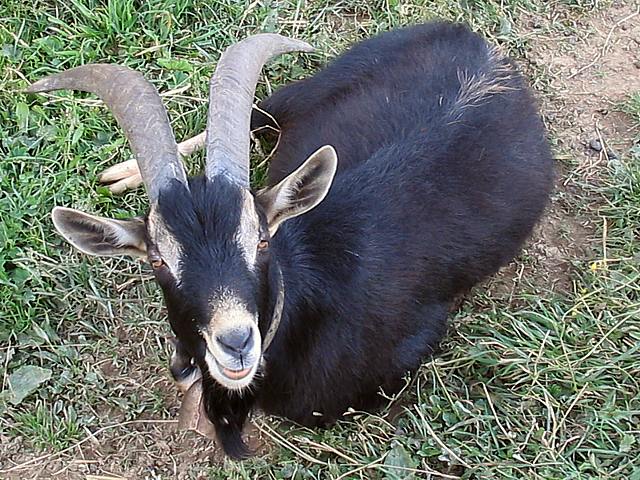 Bouc, capra aegagrus hircus