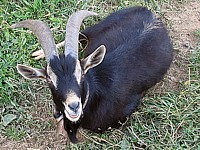 Bouc, capra aegagrus hircus