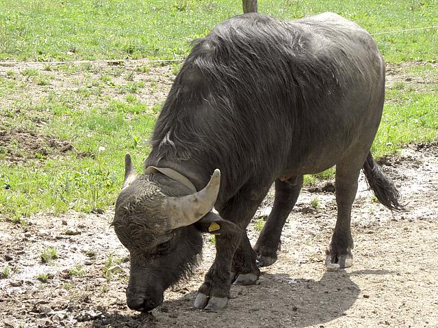 Buffle, bubalus arnee bubalis
