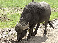 Buffle