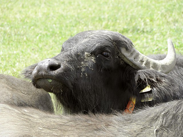Jeune buffle, bubalus arnee bubalis