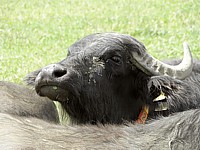 Buffle, bubalus arnee bubalis