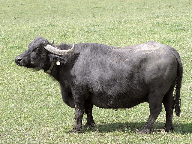 Bufflonne, bubalus arnee bubalis