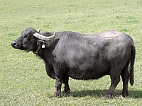 Bufflonne, bubalus arnee bubalis