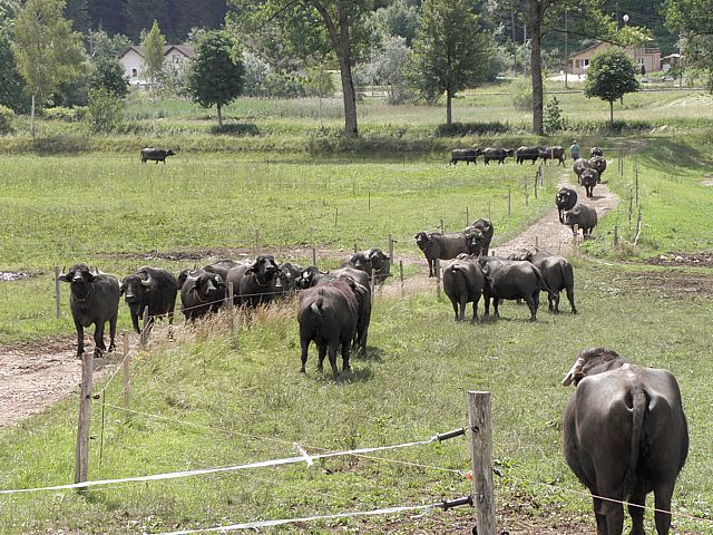 Troupeau de bufflonnes