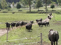 Troupeau de bufflonnes