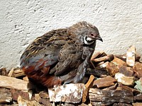 Caille, coturnix coturnix