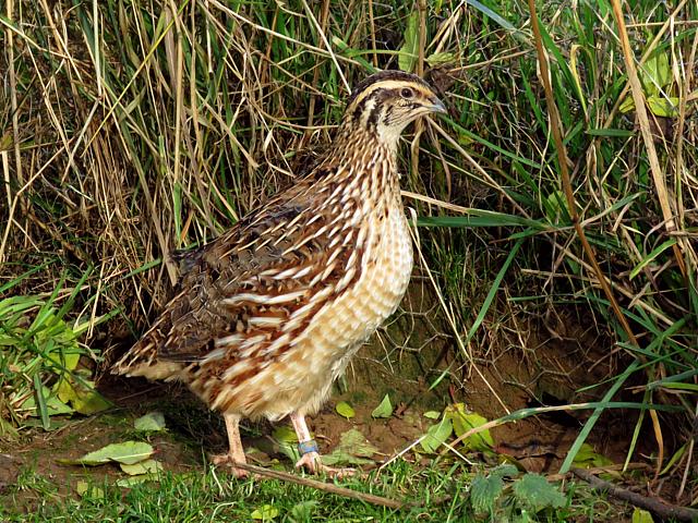 Caille d'levage, coturnix coturnix