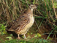 Caille des blés, coturnix coturnix