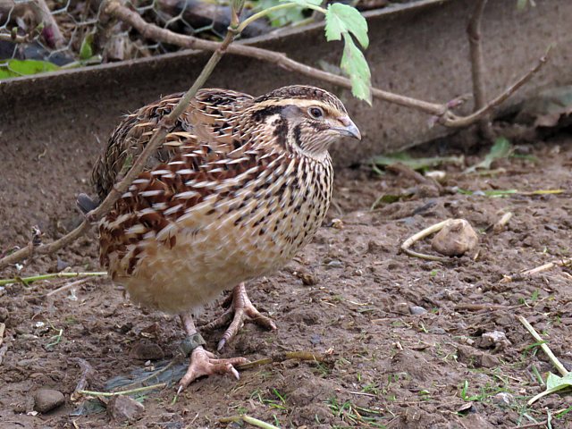 Caille d'levage, coturnix coturnix