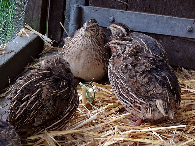 Caille d'levage, coturnix coturnix