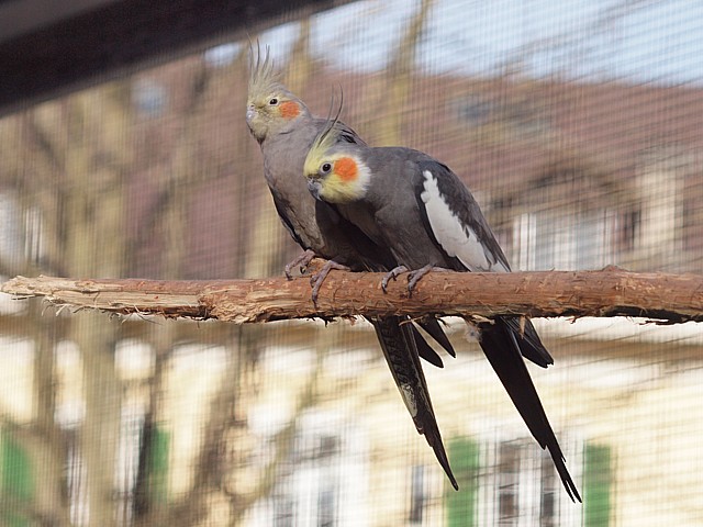 Calopsittes lgantes, nymphicus hollandicus