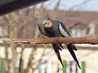 Calopsittes élégantes, nymphicus hollandicus