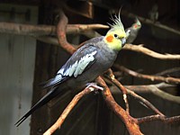 Calopsitte élégante