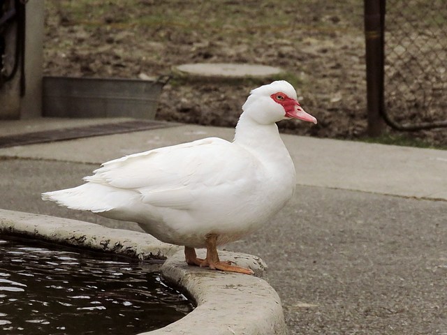 Canards muets, cairina moschata