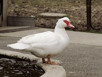 Canards muets, cairina moschata