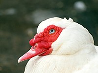 Canard muet