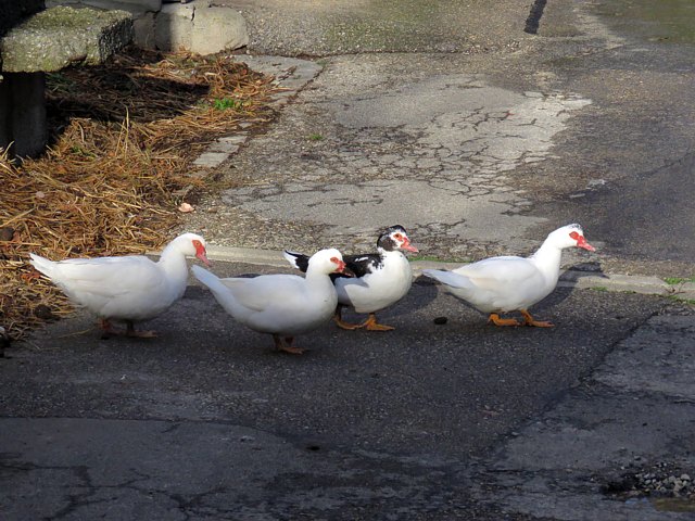 Canards muets, canards de Barbarie