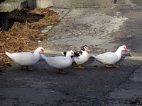 Canards muets, canards de Barbarie