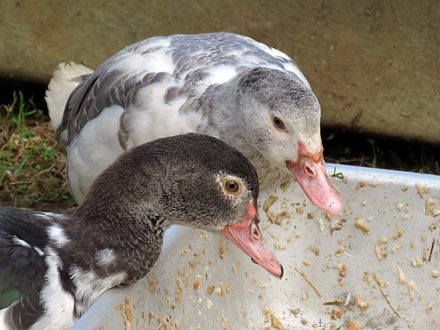 Jeunes canards muets