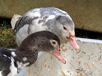 Jeunes canards