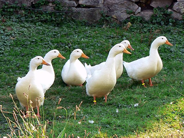 Canards de Pkin
