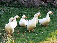 Canards de Pékin, anas peking